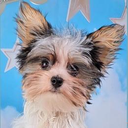 Boy 1 - Baker's Man - Parti male Yorkshire Terrier puppy in Elberton, Georgia from Ioney's Southern Paws Shelties, Frenchies, and Yorkies