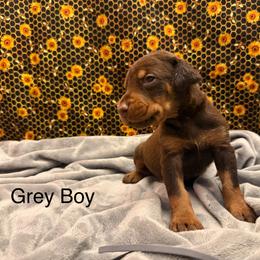 Grey Boy - Red and rust male Doberman Pinscher puppy in Knox, Indiana from Double River Dobermans