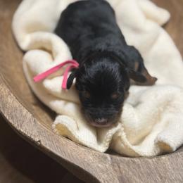 Ruthie - Tri-color female Bernedoodle puppy in Bellevue, Iowa from Blended Acres & Kennels