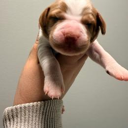 Bugs - White and orange male Brittany puppy in Prospect, Virginia from Sandridge Brittanys