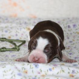 Trail - Tri-Roan male English Springer Spaniel puppy in Winfield, Tennessee from Murphy Farms and Springers