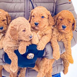 Goldendoodles and Labradoodles from Kurly K’s Doodles