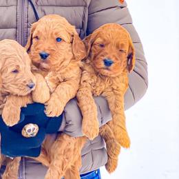 Goldendoodles and Labradoodles from Kurly K’s Doodles