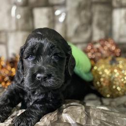 Cockapoo and Goldendoodle Puppies from Capital Doodles
