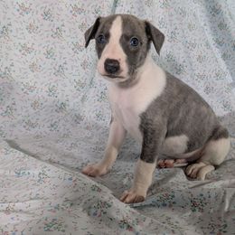 Aquila - White and blue brindle male Whippet puppy in Sweet Home, Oregon from Imperialis Kennels