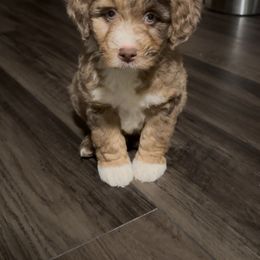 Java - Red merle male Australian Shepherd puppy in Columbia Falls, Montana from Firefly Horse Co Wellness Retreat Center