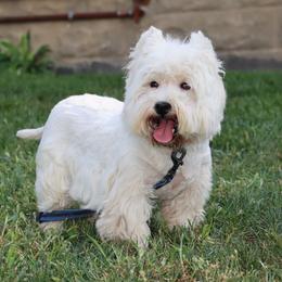 Magic - West Highland White Terrier