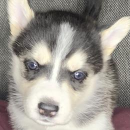 Siberian Husky Puppies from Debra's Huskys