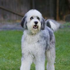 Tiger Lily - Bordoodle