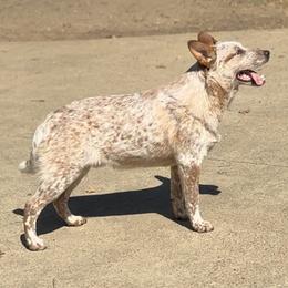 Bang stout, foundation trained AKC male - Red speckled male Australian Cattle Dog puppy in Scurry, Texas from RedHorizon AKC Australian Cattle Dogs (Heelers)