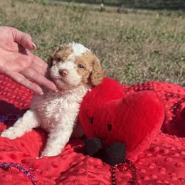 Casanova - Blenheim male Cavapoo puppy in Austin, Texas from Doodles of Central Texas