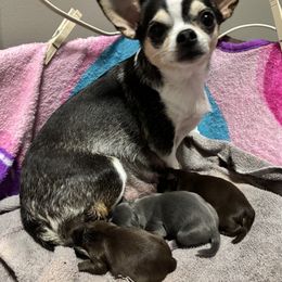 Chihuahua puppies from Efaw’s Chihuahuas