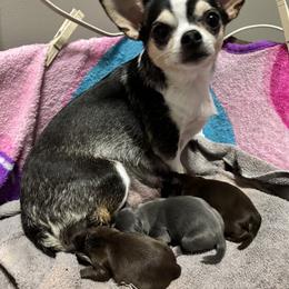 Chihuahua puppies from Efaw’s Chihuahuas