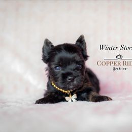 Winter - Black and gold female Yorkshire Terrier puppy in Marmaduke, Arkansas from Copper Ridge Yorkies