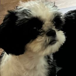 Shih Tzus from Teena breed