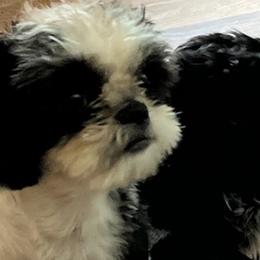 Shih Tzus from Teena breed