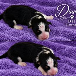 Diamond - Black tri-color female Australian Shepherd puppy in Mount Sterling, Ohio from Northern Lights Working Dogs