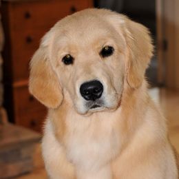 Piper - Golden Retriever
