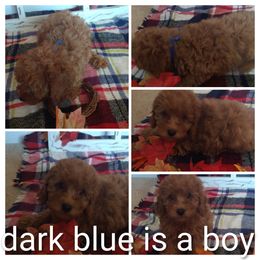 Boy 4 - Red male Cavapoo puppy in Ranger, Georgia from Gemini's Cavapoos