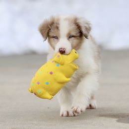 Australian Shepherd, Miniature American Shepherd, Miniature Australian Shepherd, and Toy Australian Shepherd Puppies from Painted Blue Aussies