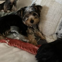 Yorkshire Terrier Puppies from Rumbaugh’s Yorkies