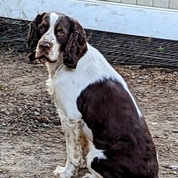 Charlie - English Springer Spaniel