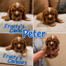Peter - Ruby male Cavalier King Charles Spaniel puppy in London, Arkansas from Frosty’s Cavaliers
