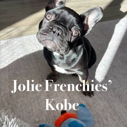 French Bulldog Puppies from Jolie Frenchies