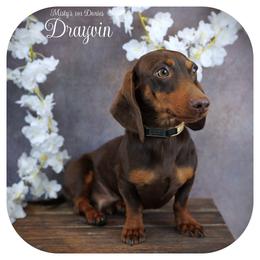 Drayvin - Dachshund