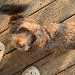 Dachshund puppies from WZ Kennels