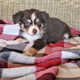 Gucci - Miniature Australian Shepherd puppy in Roseville, California from Golden State Mini Aussies