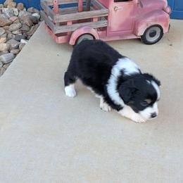 Solo - Black tri male Miniature Australian Shepherd puppy in Lufkin, Texas from Texas Lil Cowdogs