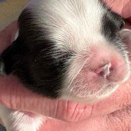 DB1 - Red and white male Shih Tzu puppy in Madras, Oregon from Maridee’s ShihTzu