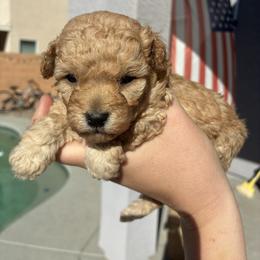 Little lady - Cream female Poodle puppy in Maricopa, Arizona from La Petite poodle