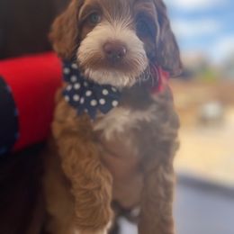 Australian Labradoodle Puppies from Desert Diamond Labradoodles