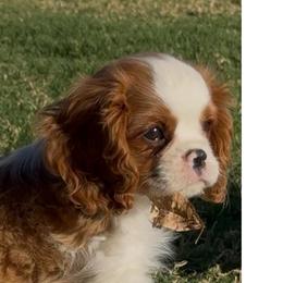 Casey - Blenheim male Cavalier King Charles Spaniel puppy in El Paso, Texas from King Royal Cavaliers
