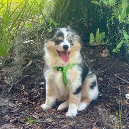 Nimbus - Blue merle male Miniature Australian Shepherd puppy in Interlachen, Florida from Lucky Bones Miniature Australian Shepherds
