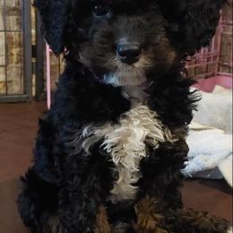 Bernedoodle Puppies from Kiya's Bernedoodles