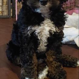 Bernedoodle Puppies from Kiya's Bernedoodles