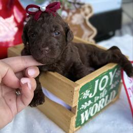 Dove - Chocolate female Goldendoodle puppy in Miami, Florida from Jade’s Paws & Co. Of Miami LLC