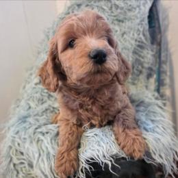 Oak - Red  male Goldendoodle puppy in Gunnison, Utah from Curls and Camo Pups