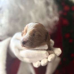 Glacier - Red  male Goldendoodle puppy in Modesto, California from Central Valley Canine Companions