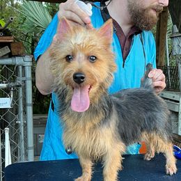 Melody - Australian Terrier
