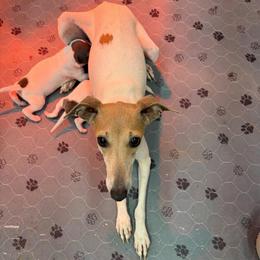 Fancy - Italian Greyhound