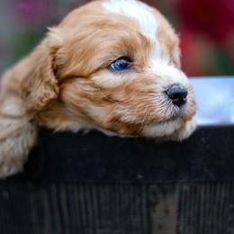 Dolly - Red female Aussiedoodle puppy in Crete, Nebraska from Doodles & Co