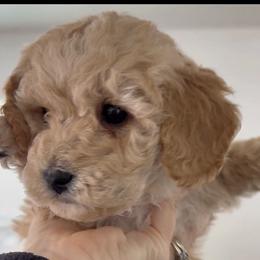 Honey Girl - Cream female Goldendoodle puppy in Clarksville, Tennessee from Tennessee Goldendoodles, since 2014