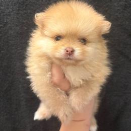 Faith - Cream female Pomeranian puppy in Texas from Tiny Tornado Poms