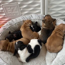 French Bulldog Puppies from GavFam Frenchies