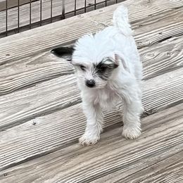 Girl 1 - White and black female Chinese Crested puppy in Pinedale, Arizona from Aradia