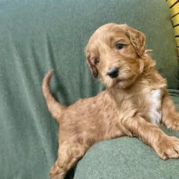 Athena-light blue - Red  female Goldendoodle puppy in Chino Valley, Arizona from Whiskey Row Royals